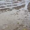 酒造りへの道　田植開始