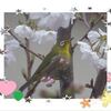我が家の桜にメジロさんが😄💓