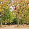 🍂上野公園では紅葉が始まりました😊