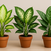 【ディフェンバキア】大きな斑入りの葉が美しく、育てやすい観葉植物🌿育て方ガイド