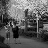 桜を撮る