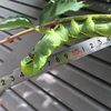 でかっ💦 アゲハ蝶の幼虫