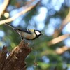 こども自然公園（大池公園）で野鳥探し 2017-12-09