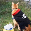 ハロウィンとおにぎり