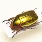 期間限定９月１５日までお値下げ　昆虫標本　プラチナコガネ６頭セット 昆虫標本販売中 - うみねこ博物堂