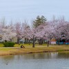  乙戸沼公園の桜（土浦市）～つくば市とその周辺の風景写真案内（１２６２） 