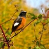 淀川の野鳥たち(10月から12月)