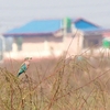 インドブッポウソウ Indian Roller