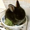 うさぎさん　毎月かかるエサ、おやつ代･･･その他の費用