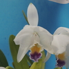 Cattleya quadricolor f.corulea`Ruri'　瑠璃　( Omnes x No.1) 