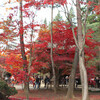 紅葉鮮やか平林寺