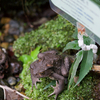 アズマヒキガエル Bufo japonicus formosus