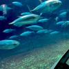 葛西臨海水族園