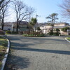 開花宣言(近所の公園で）