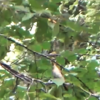 木陰の水場で鳥とチョウと