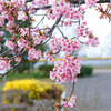 名古屋で早咲き、かわいい桜、美味しいさくら