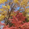 2020 一足早い紅葉の下で　ポエムの読み聞かせ会 
