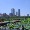 不忍池の蓮見のデッキ
