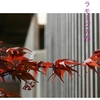 新緑の季節｡ノムラモミジの春､新芽です｡春は暗紫色､夏は深緑色､秋は紫紅色と変化するモミジです｡