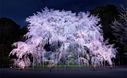 記事を見る