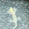 gecko　ヤモリ