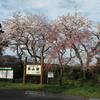 東山湖の桜も満開🌸（２０１６年４月８日）