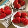 イチゴの紅ほっぺ