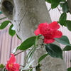 八幡市「常昌院」の日光椿