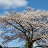 春が戻ってきた４月５日のおしゃべり