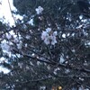 上智大学の桜