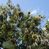 台風一過　スイートコーンで言うと　Clear weather after a typhoon has passed