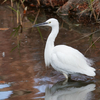 お昼休みに公園鳥見散歩３（その２）