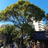 神社の樹木、剪定してきました。