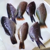 瀬戸内の味覚は小魚にあり