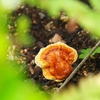今年も霊芝が生えてきた・・・