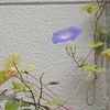 朝顔の観察日記 (2026-19) -深まる秋に-