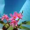 Dendrobium Hibiki