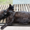 今朝の黒猫ダブル