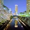 目黒川の満開の桜をPixel3の夜景モードで撮影してみた。