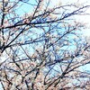 今日は。病院の桜です。職後、