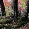 湖東三山・香嵐渓　紅葉旅②