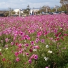 小野市ひまわりの丘公園に行った