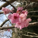 小学生の家庭学習日記