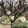 春の開花を告げる梅の花