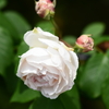 ひらかたパークばら園「ノワゼットローズ」系統の花々！