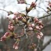 巾着田の桜、日和田山の桜