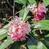 沈丁花