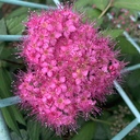 naturalflower’s blog