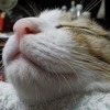 背もたれに頭のっけて眠る幸せな寝顔の猫