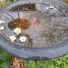 冬雨の庭とカラフルな多肉寄せ植え